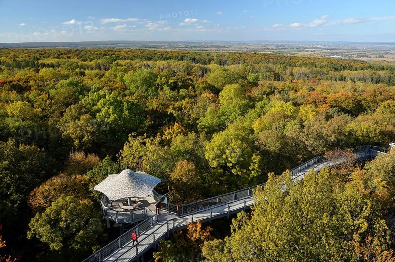 Baumkronenpfad treetop trail in autumn