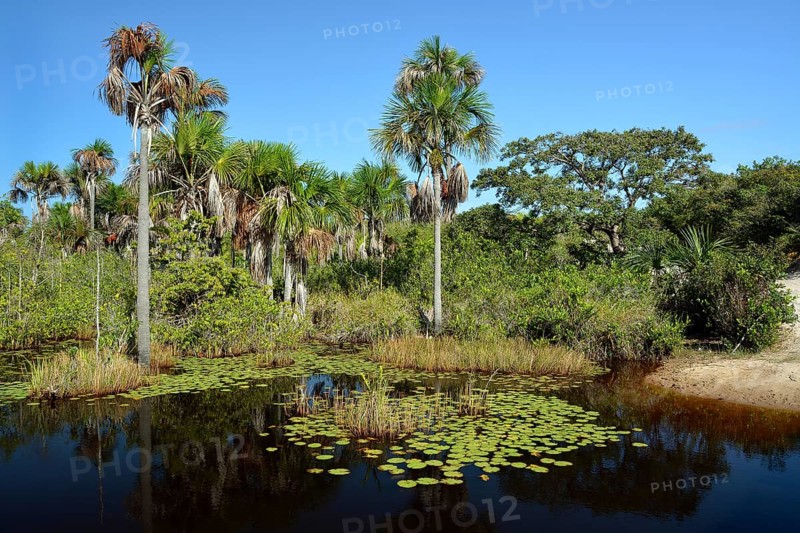 Palm trees and water lilies in the river delta of Rio Parnaiba