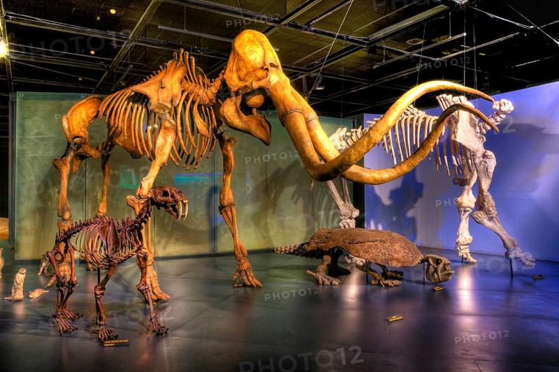 Dinosaur skeletons in Museo del Desierto