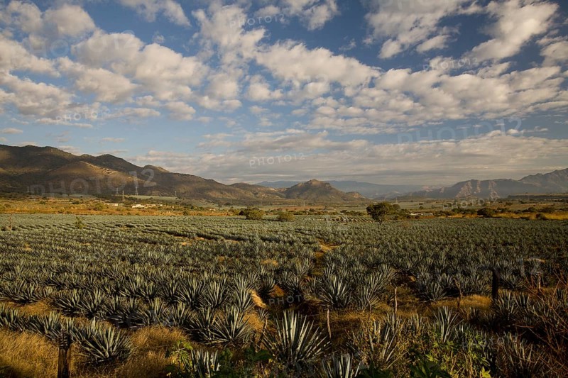 Field of agaves
