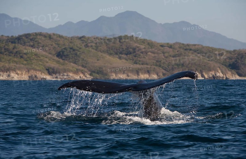 Humpback Whale (Megaptera novaeangliae) off the coast of Puerto Vallarta
