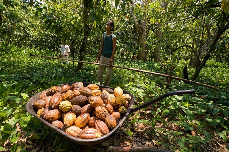 Farm workers harvesting cocoa fruits