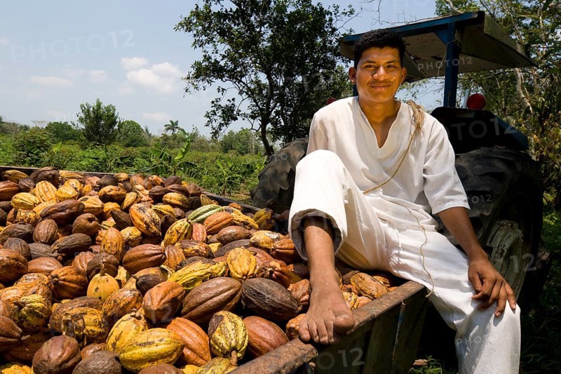 Farm worker harvesting cocoa fruits at the Hacianda Cacaotera 'Jesus Maria'