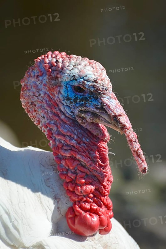 Turkey (Meleagris gallopavo Linnaeus f domestica)
