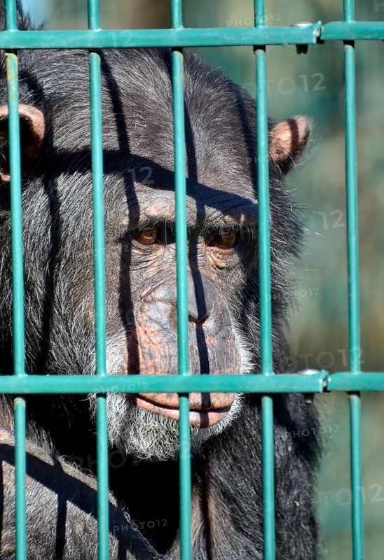 Common Chimpanzee (Pan troglodytes)