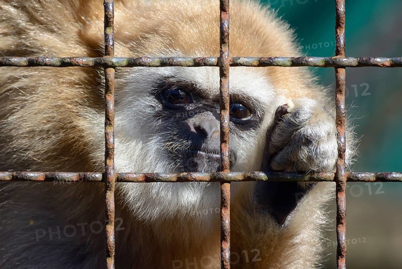 Lar Gibbon (Hylobates lar)