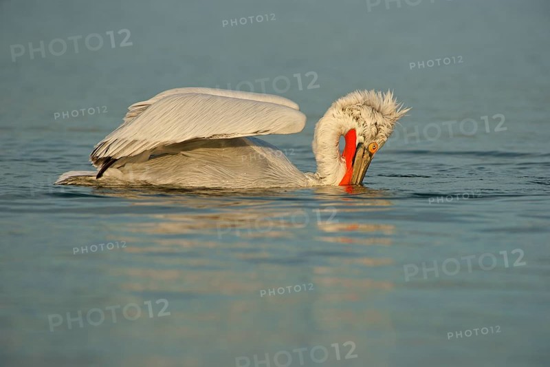 Dalmatian Pelican (Pelecanus crispus) while fishing