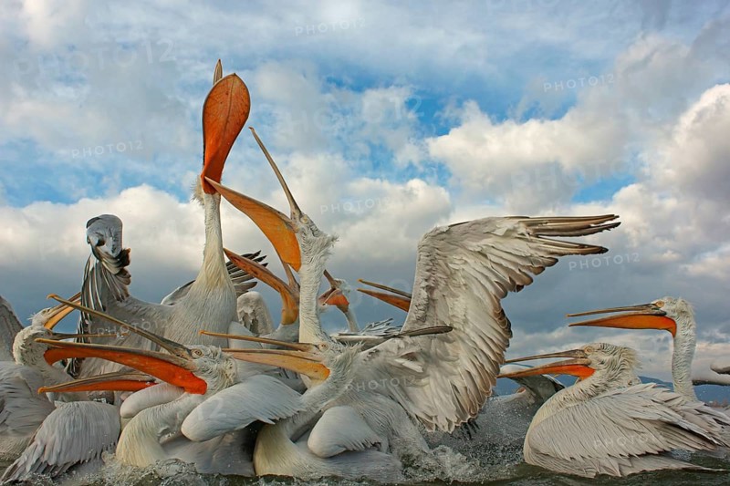 Dalmatian Pelicans (Pelecanus crispus)