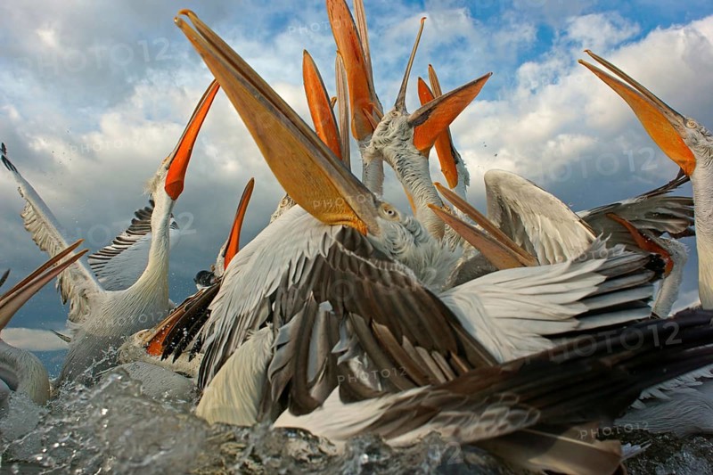 Dalmatian Pelicans (Pelecanus crispus)