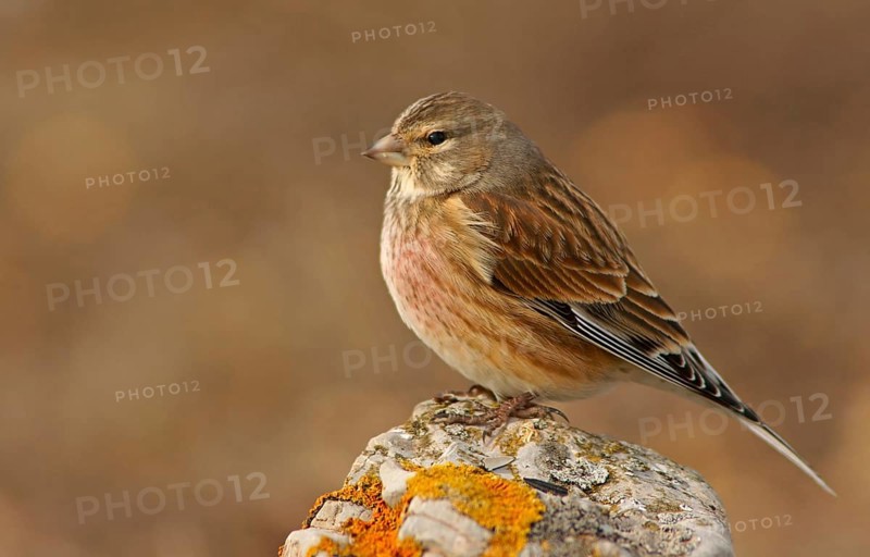 Linnet (Carduelis cannabina)