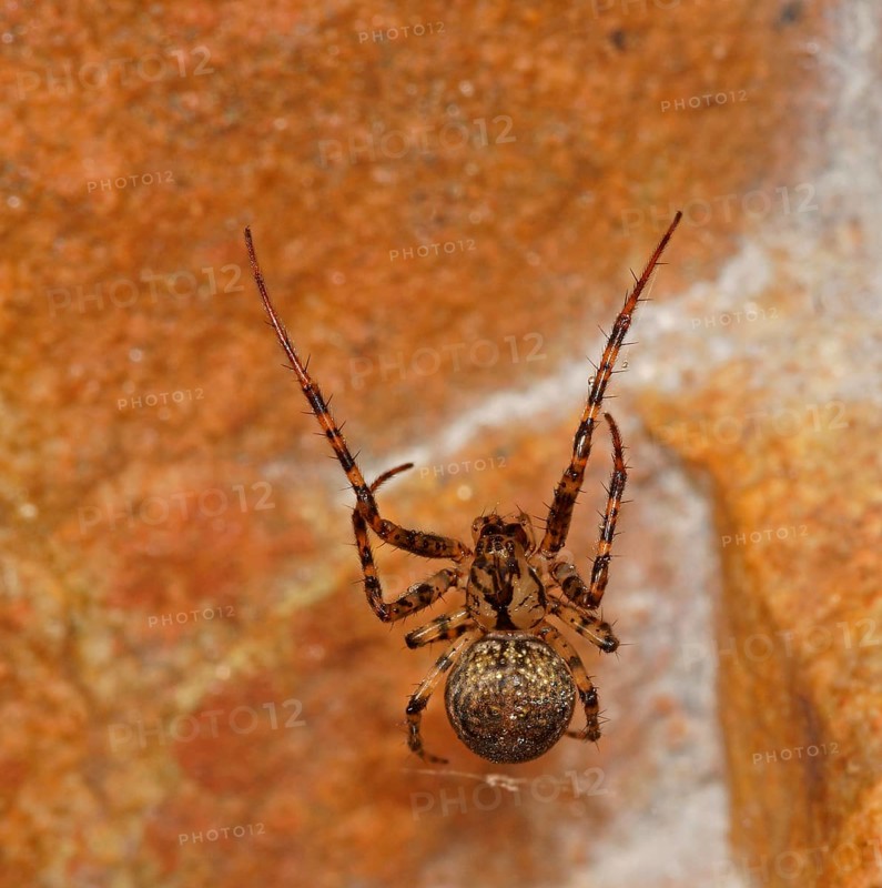 Spider (Metellina merianae)