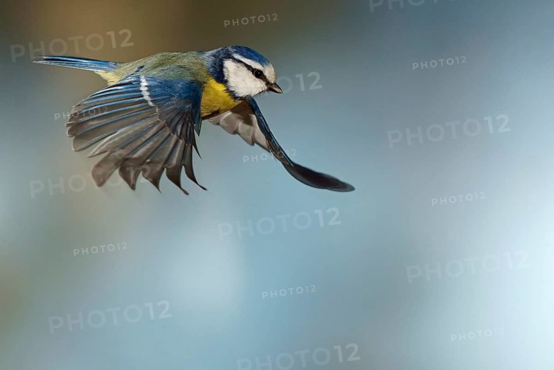 Blue Tit (Cyanistes caeruleus