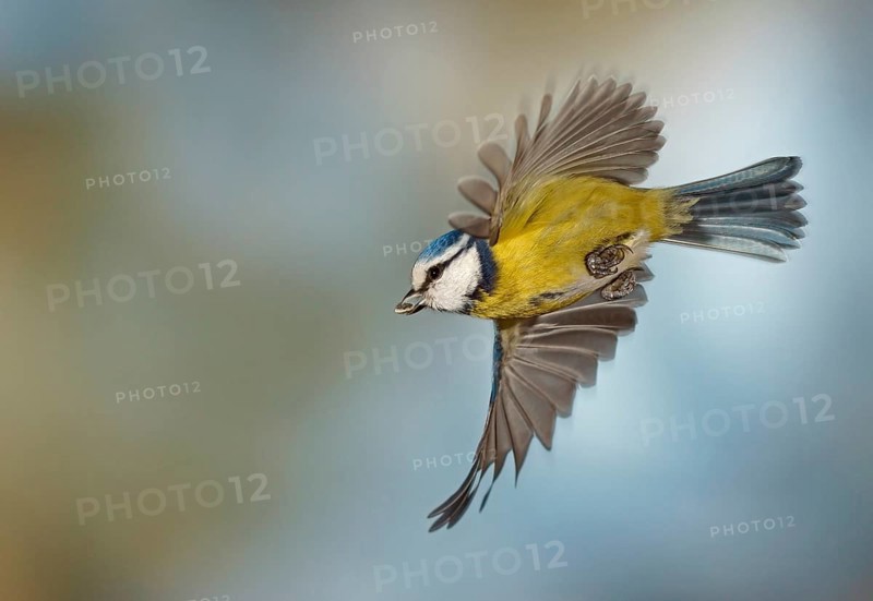 Blue Tit (Cyanistes caeruleus