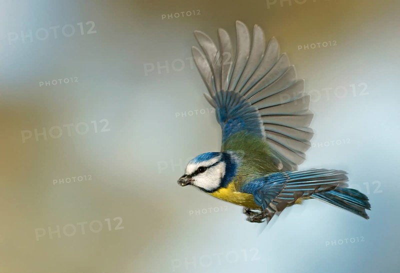 Blue Tit (Cyanistes caeruleus