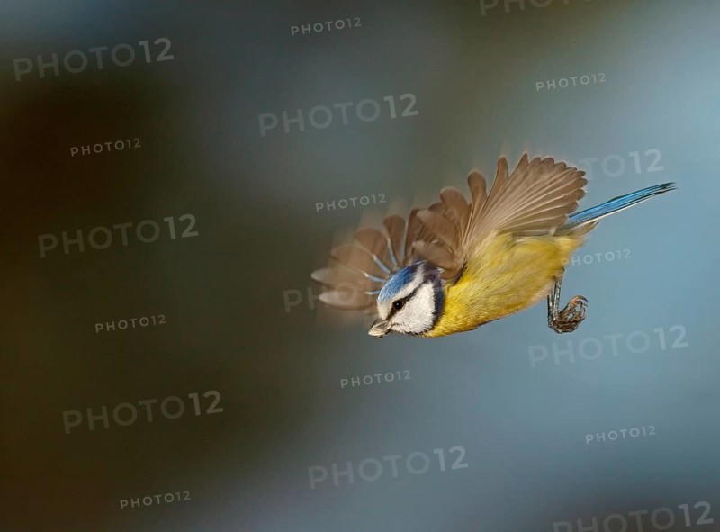 Blue Tit (Cyanistes caeruleus
