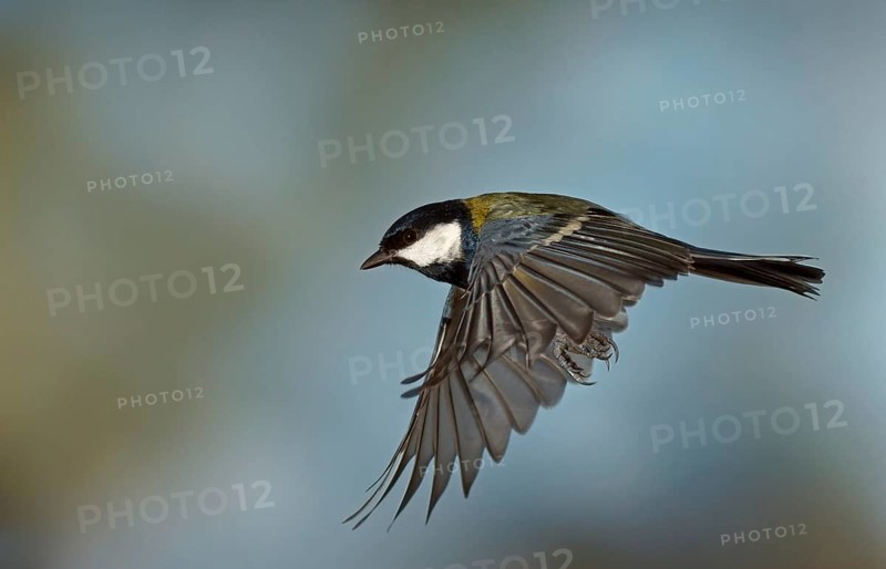 Great Tit (Parus major) in flight