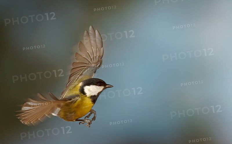 Great Tit (Parus major) in flight
