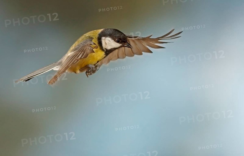 Great Tit (Parus major) in flight
