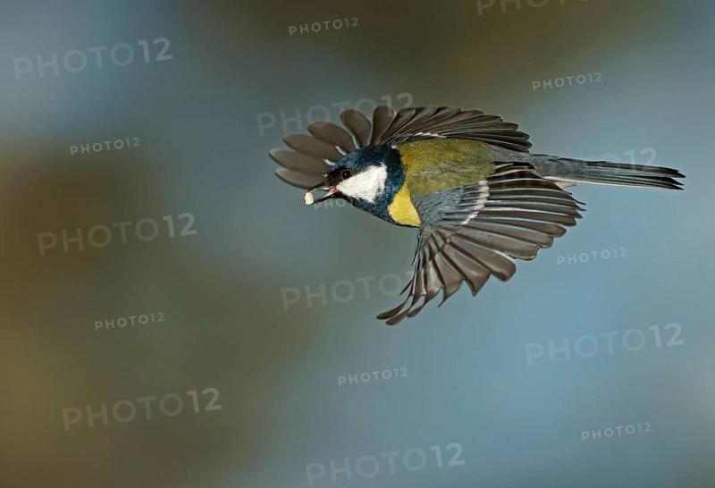 Great Tit (Parus major) in flight