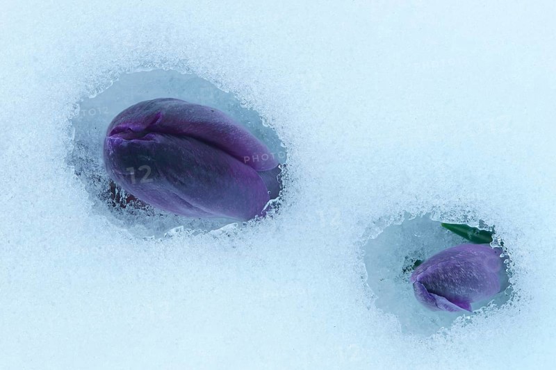 Purple Spring Crocus (Crocus vernus)