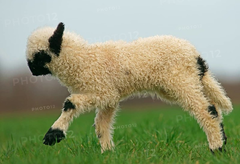 Valais Blacknose sheep (Ovis orientalis aries)