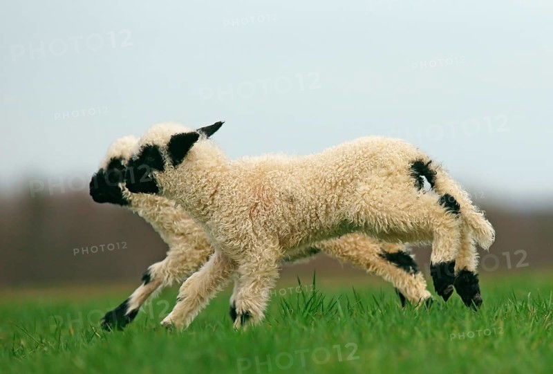Valais Blacknose sheep (Ovis orientalis aries)