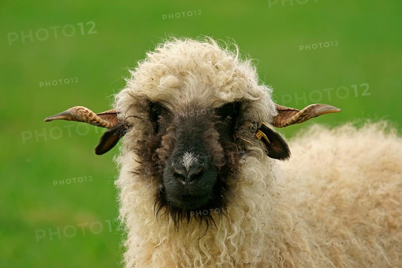 Valais Blacknose sheep (Ovis orientalis aries)