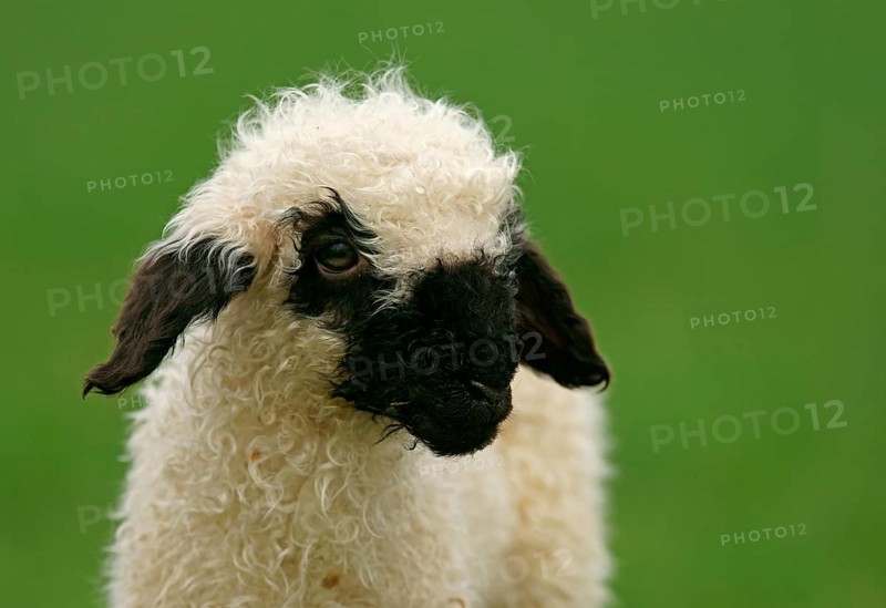 Valais Blacknose sheep (Ovis orientalis aries)