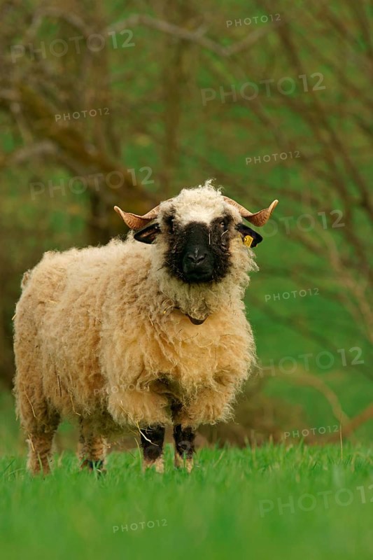 Valais Blacknose sheep (Ovis orientalis aries)