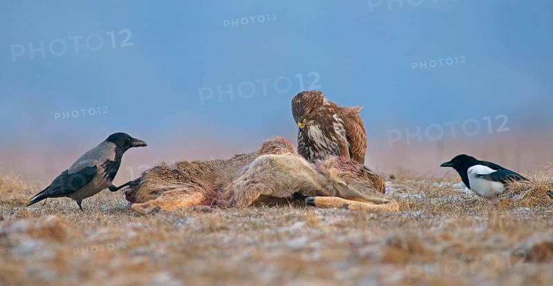 Common Buzzard (Buteo buteo)