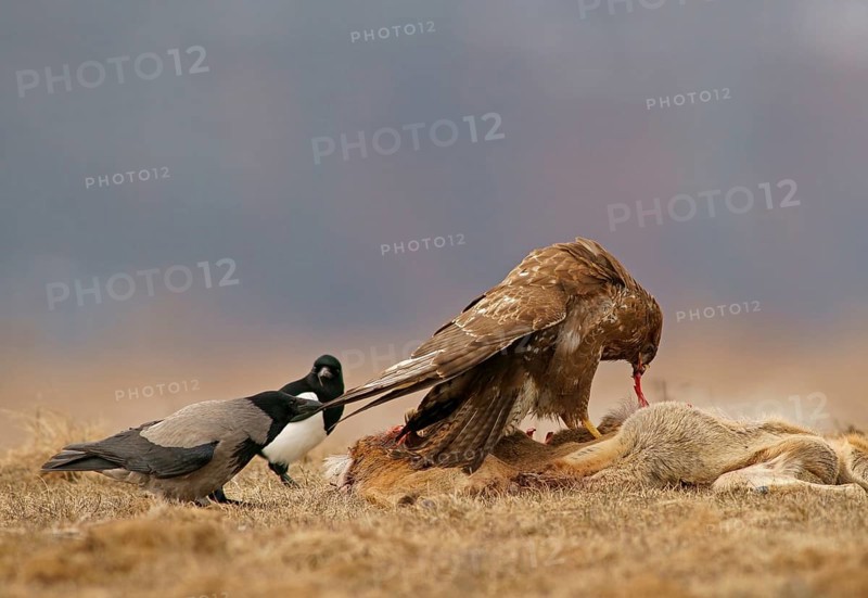 Common Buzzard (Buteo buteo)