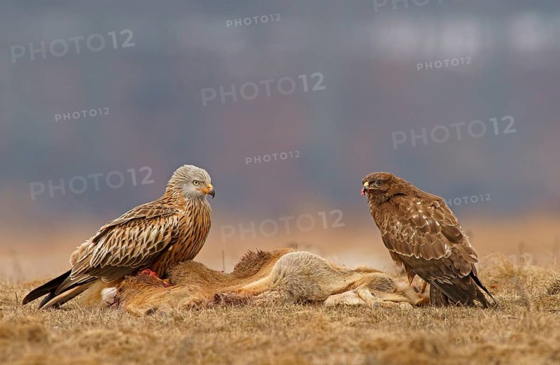 Common Buzzard (Buteo buteo) and a Red Kite (Milvus milvus) with the carcass of a deer
