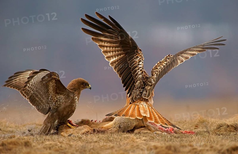 Common Buzzard (Buteo buteo) and a Red Kite (Milvus milvus) with the carcass of a deer