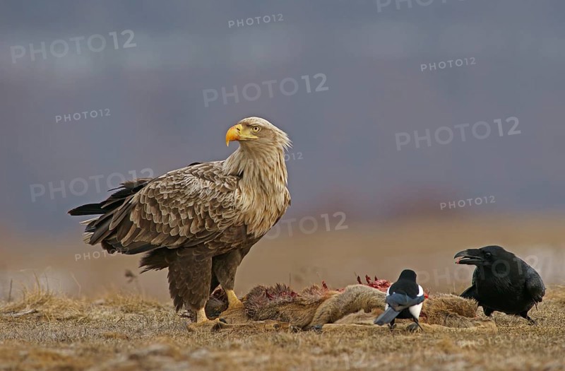 White-tailed Eagle or Sea Eagle (Haliaeetus albicilla)