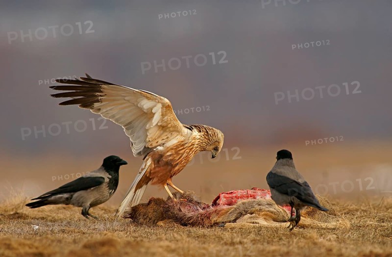 Marsh Harrier (Circus aeruginosus)
