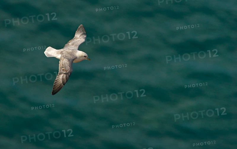 Northern Fulmar (Fulmarus glacialis) in flight