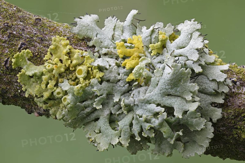 Yellow lichens (Xanthoria polycarpa) and lichenised fungi species (Physcia adscendens)