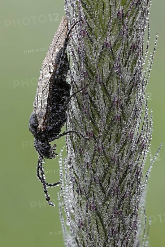 Sawfly (Tenthredinidae)
