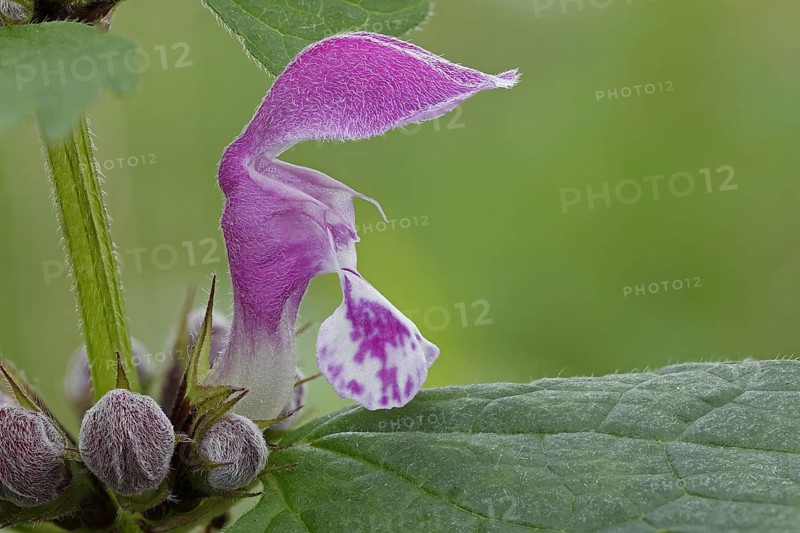 Flower of Purple Deadnettle or Purple Archangel (Lamium purpureum)