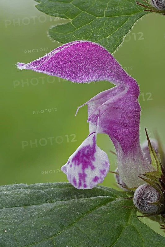 Flower of Purple Deadnettle or Purple Archangel (Lamium purpureum)