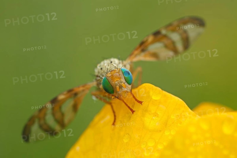 Fruit fly (Orellia tussilaginis)