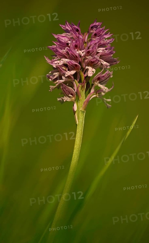 Blooming Three-toothed Orchid (Orchis tridentata)