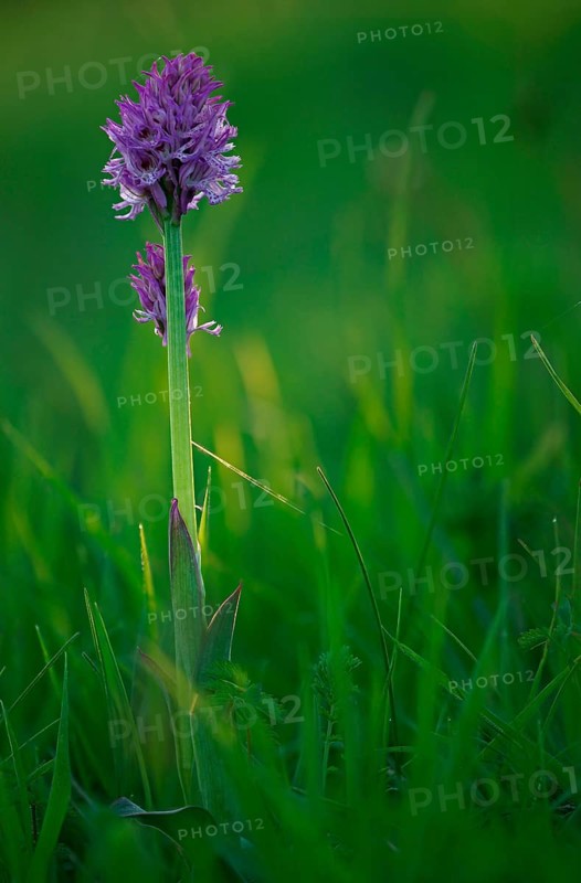 Blooming Three-toothed Orchid (Orchis tridentata)