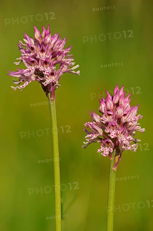 Blooming Three-toothed Orchid (Orchis tridentata)