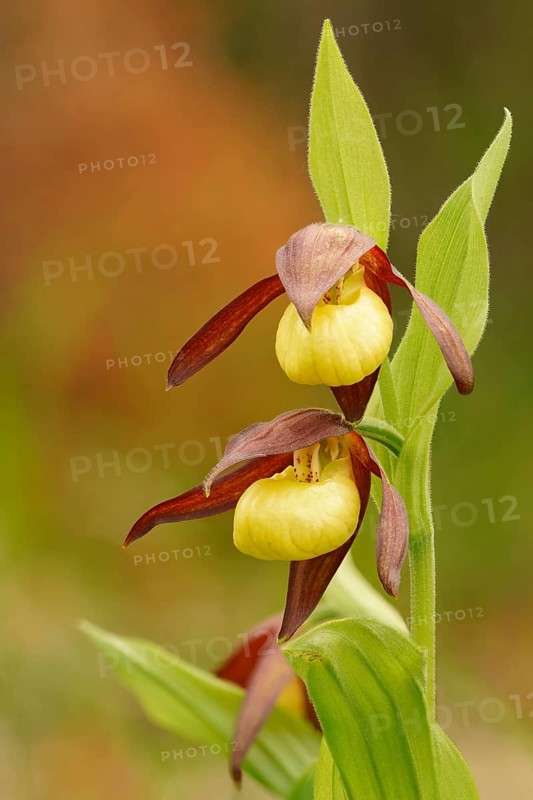 Blooming Yellow Lady's Slipper (Cypripedium calceolus)
