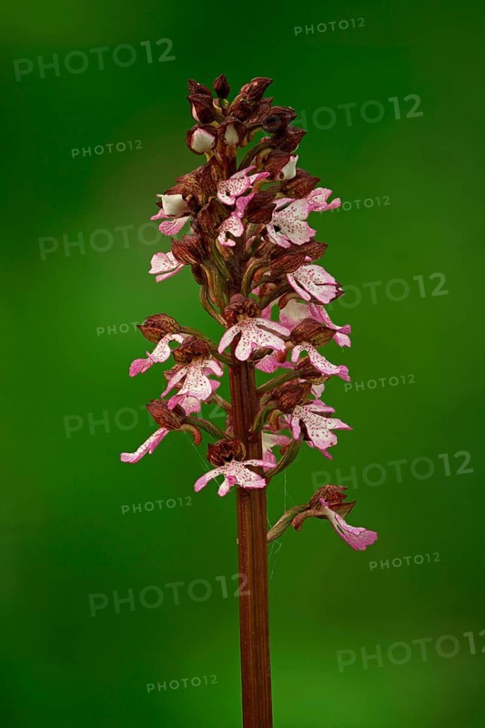Blooming Purple Orchid (Orchis purpurea)