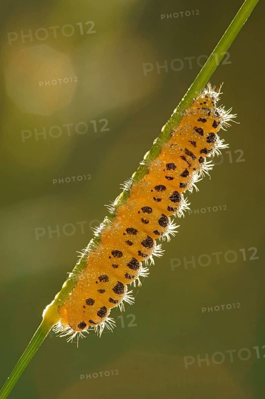 Caterpillar of a Six-spot Burnet Moth (Zygaena filipendulae)