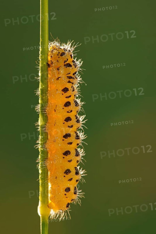 Caterpillar of a Six-spot Burnet Moth (Zygaena filipendulae)