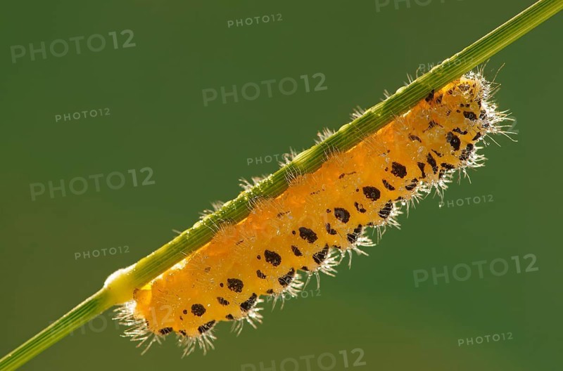 Caterpillar of a Six-spot Burnet Moth (Zygaena filipendulae)
