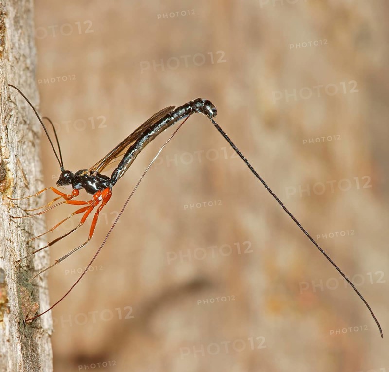 Ichneumon Wasp (Ephialtes manifestator) in the oviposition